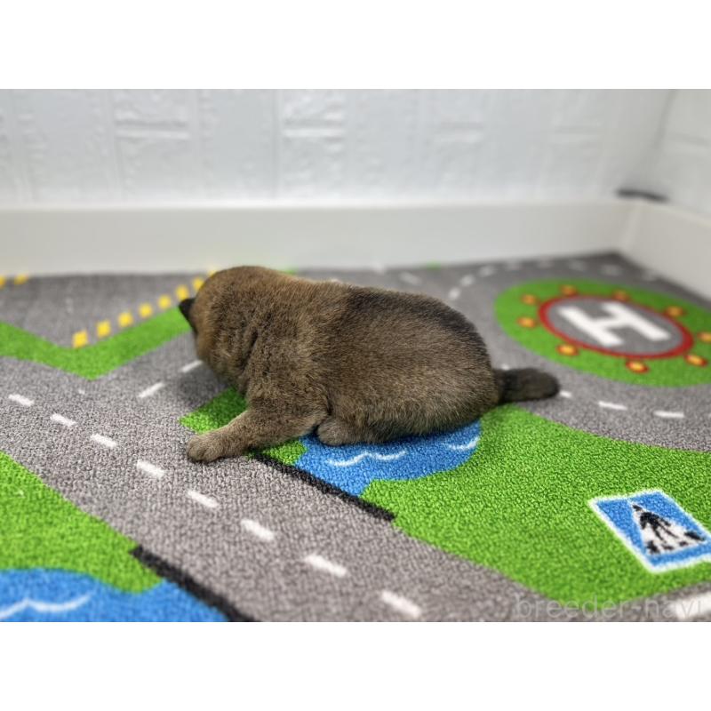 販売中の愛知県の豆柴-435584の6枚目