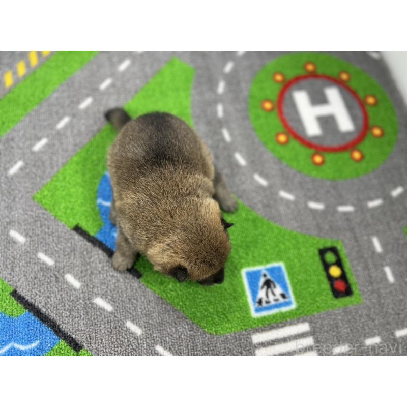 販売中の愛知県の豆柴-435584の5枚目