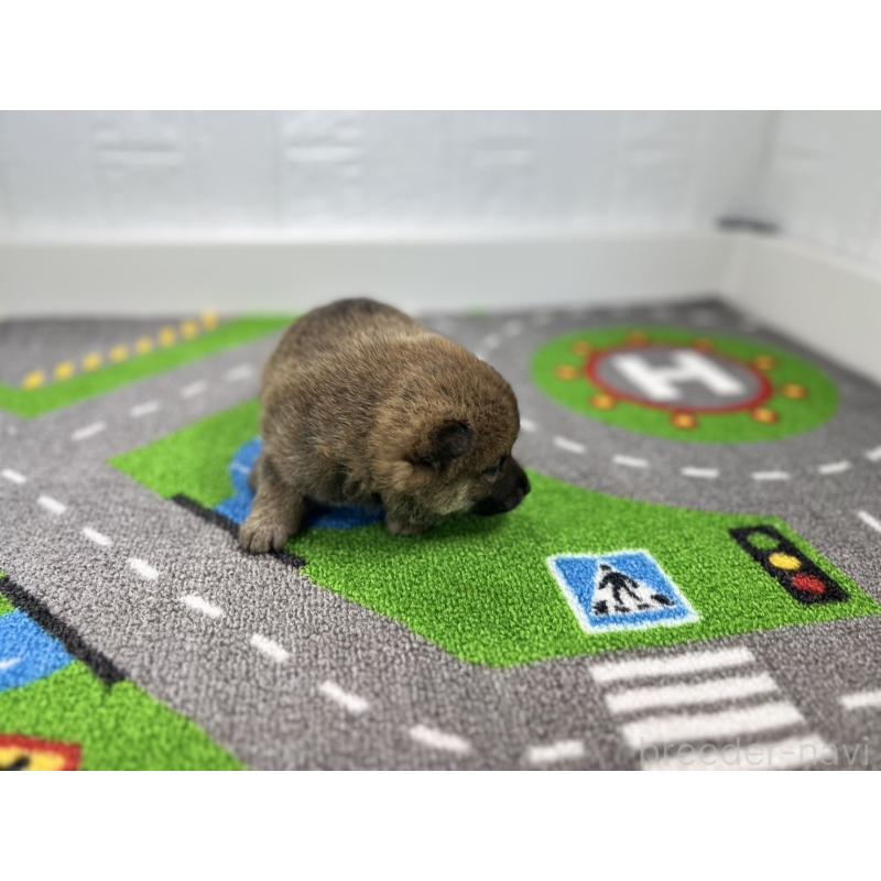 販売中の愛知県の豆柴-435584の4枚目