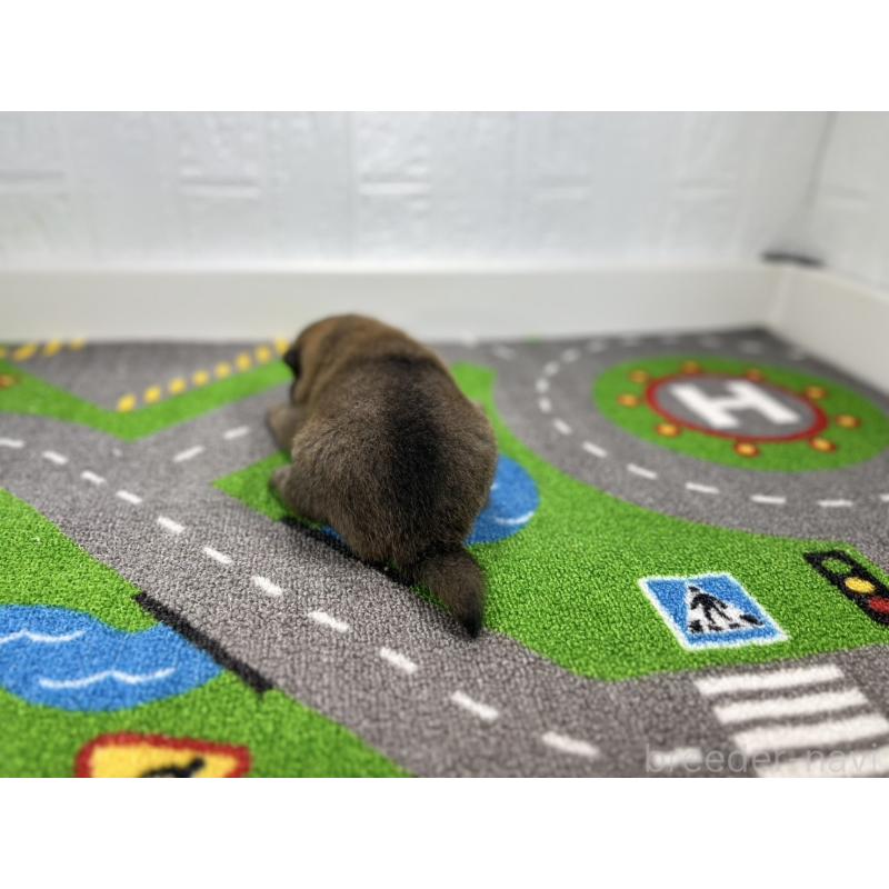 販売中の愛知県の豆柴-435584の3枚目