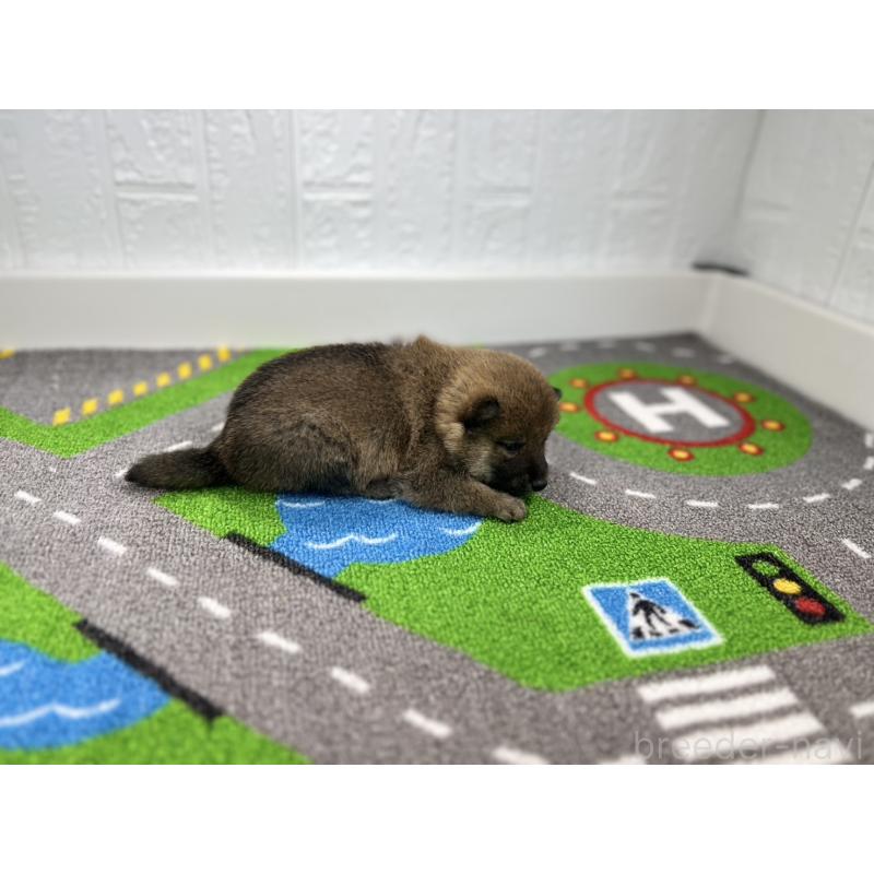 販売中の愛知県の豆柴-435584の2枚目