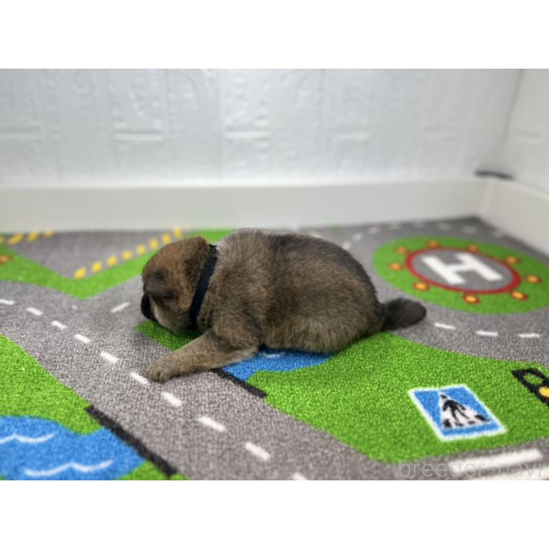 販売中の愛知県の豆柴-435585の6枚目