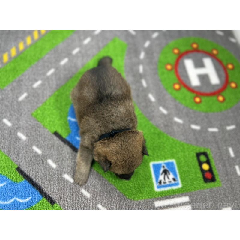 販売中の愛知県の豆柴-435585の5枚目