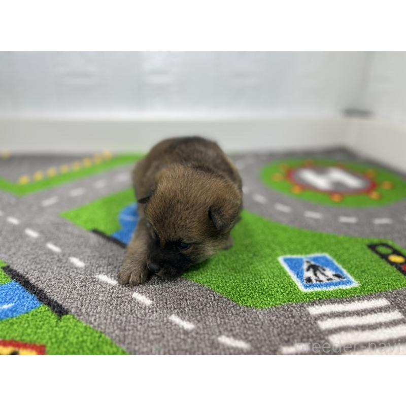 販売中の愛知県の豆柴-435585の4枚目