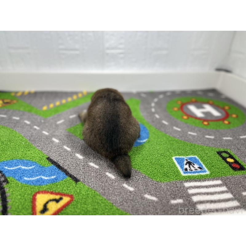 販売中の愛知県の豆柴-435585の3枚目