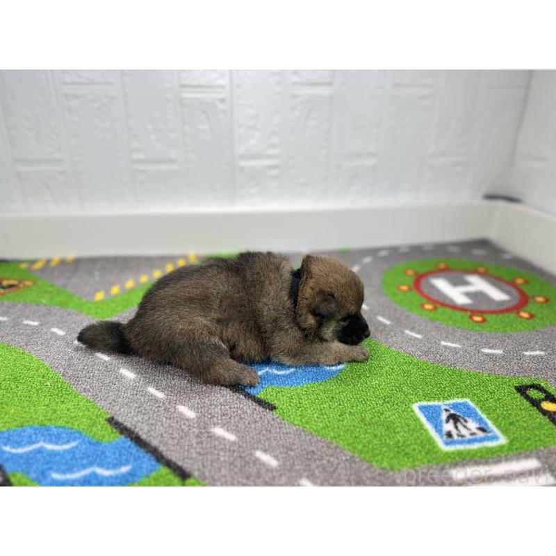 販売中の愛知県の豆柴-435585の2枚目