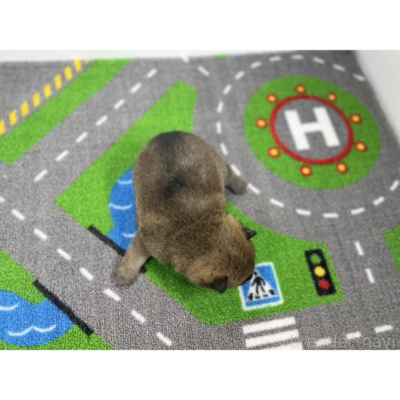 販売中の愛知県の豆柴-435586の5枚目