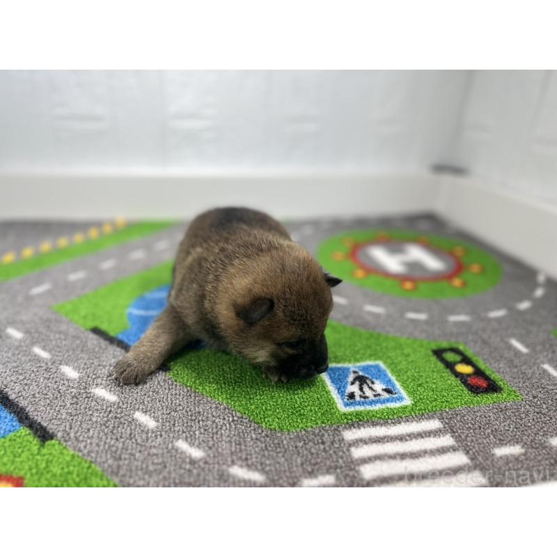 販売中の愛知県の豆柴-435586の4枚目