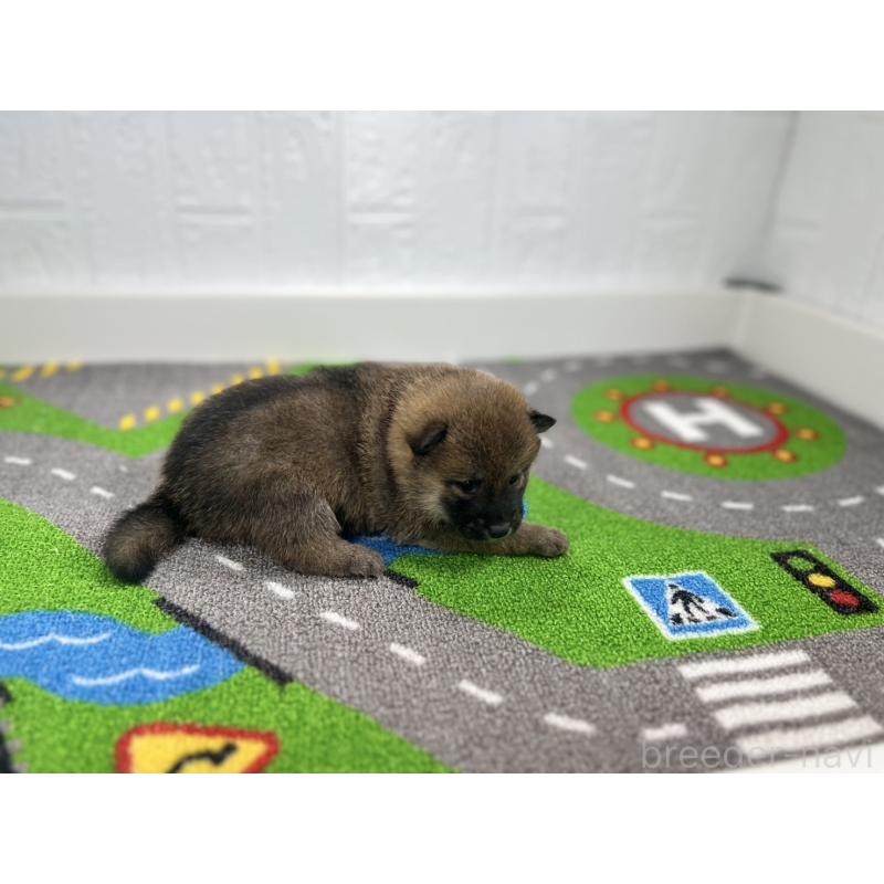 販売中の愛知県の豆柴-435586の2枚目