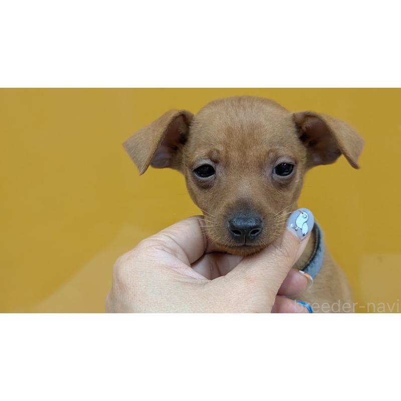 販売中の愛知県のミニチュアピンシャー(ミニピン)-428585の18枚目