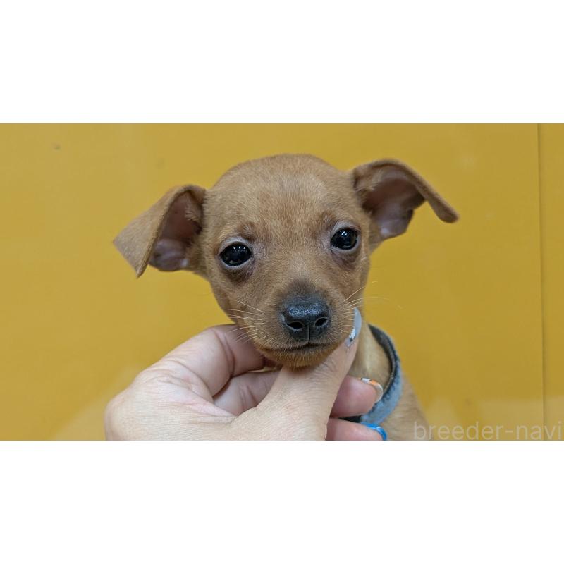 販売中の愛知県のミニチュアピンシャー(ミニピン)-428585の17枚目