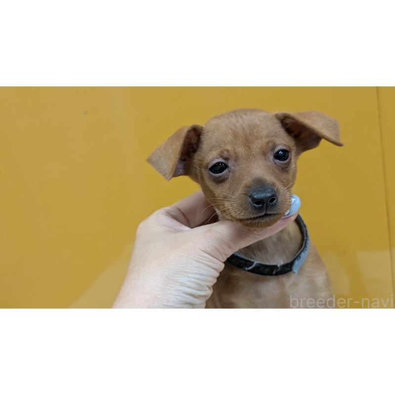 販売中の愛知県のミニチュアピンシャー(ミニピン)-428585の16枚目