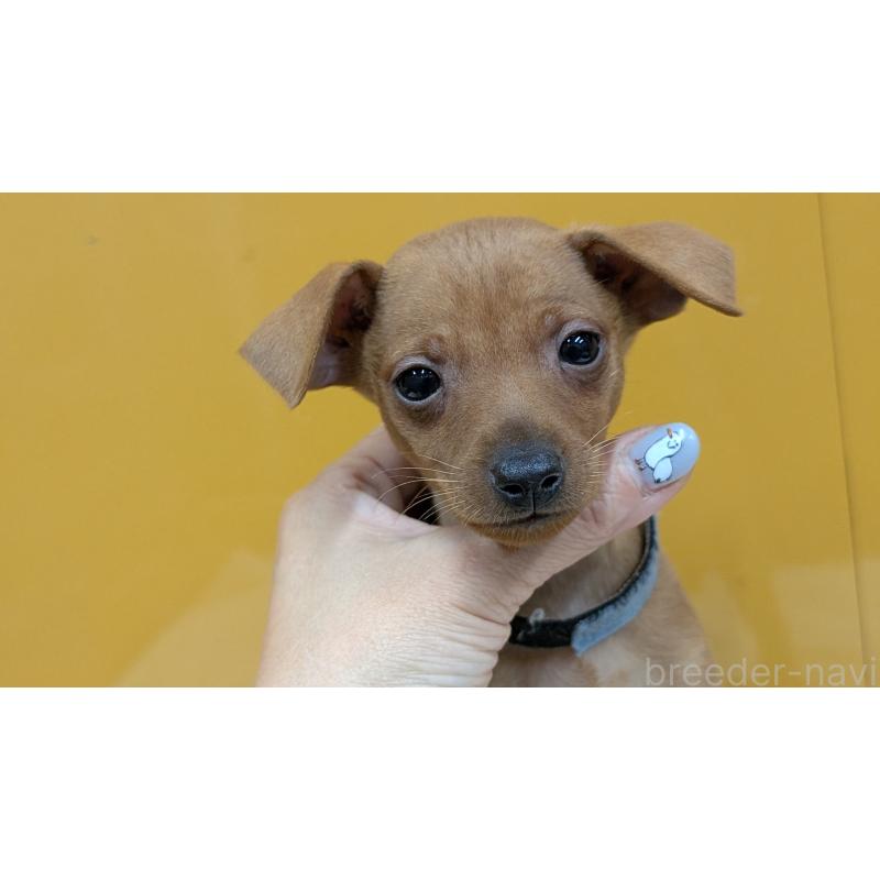 販売中の愛知県のミニチュアピンシャー(ミニピン)-428585の15枚目