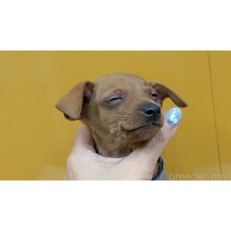 販売中の愛知県のミニチュアピンシャー(ミニピン)-428585の14枚目