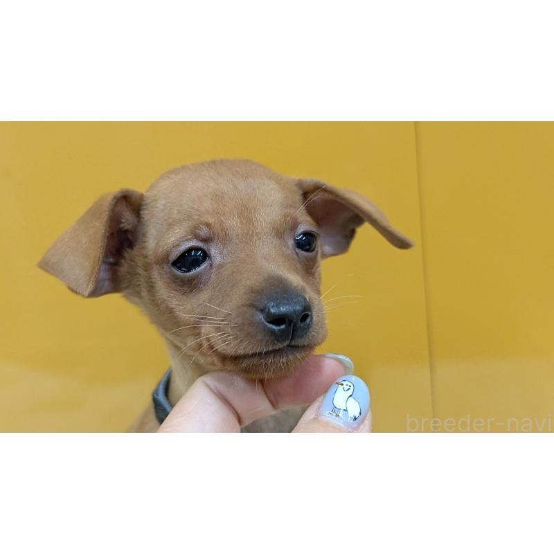 販売中の愛知県のミニチュアピンシャー(ミニピン)-428585の13枚目