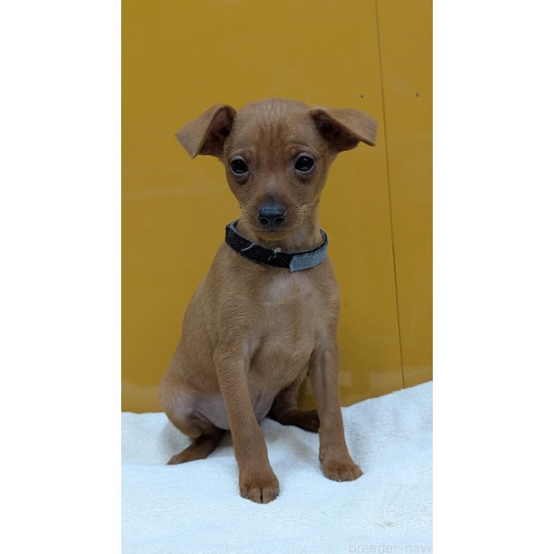 販売中の愛知県のミニチュアピンシャー(ミニピン)-428585の12枚目