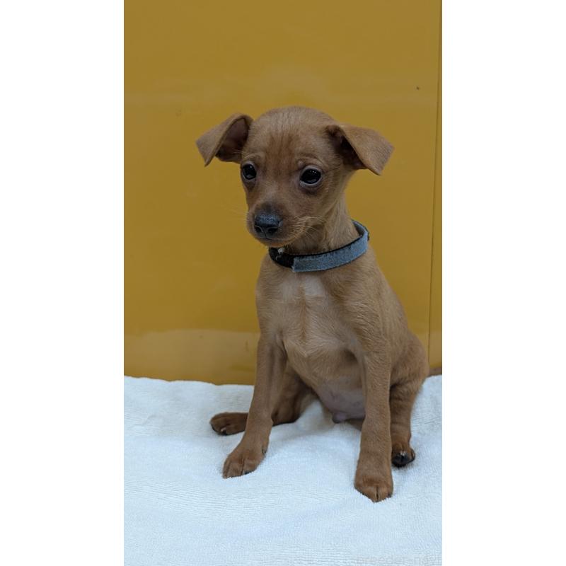 販売中の愛知県のミニチュアピンシャー(ミニピン)-428585の10枚目