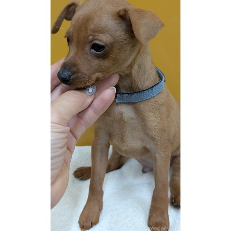 販売中の愛知県のミニチュアピンシャー(ミニピン)-428585の8枚目