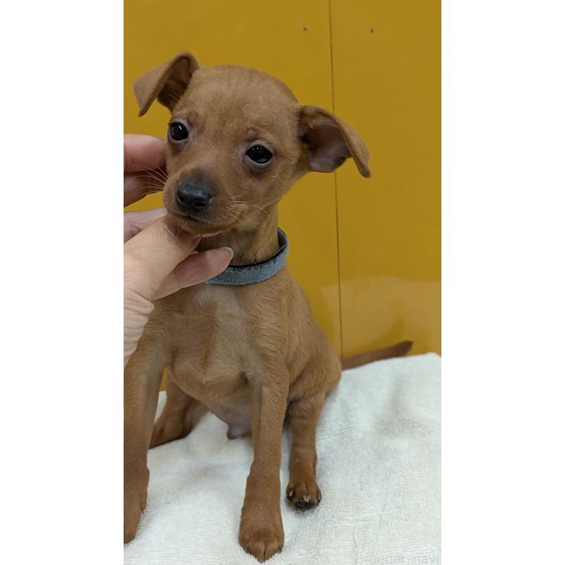 販売中の愛知県のミニチュアピンシャー(ミニピン)-428585の6枚目