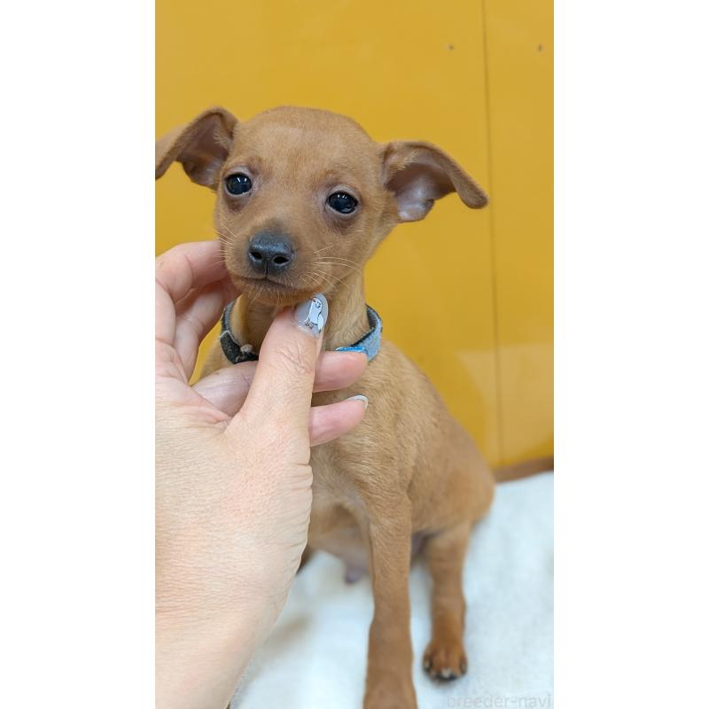 販売中の愛知県のミニチュアピンシャー(ミニピン)-428585の5枚目