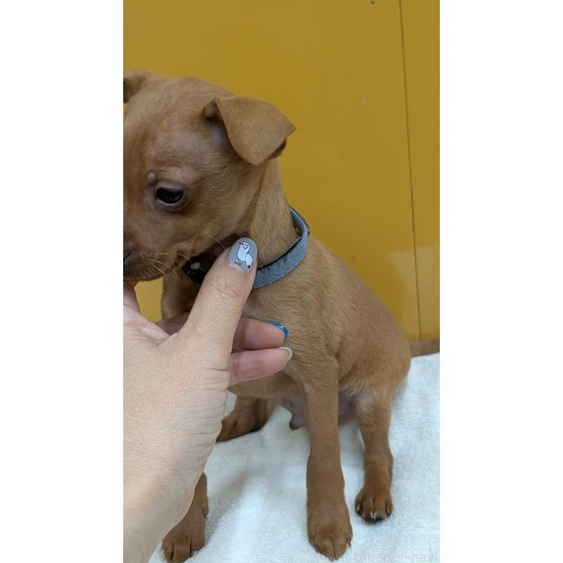 販売中の愛知県のミニチュアピンシャー(ミニピン)-428585の4枚目