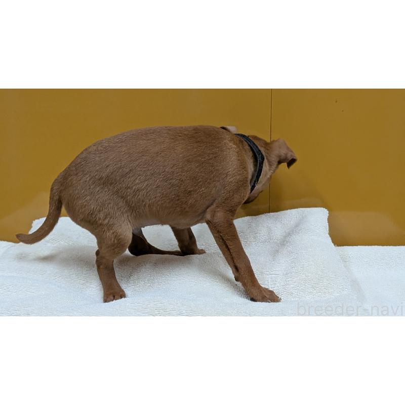 販売中の愛知県のミニチュアピンシャー(ミニピン)-428585の2枚目