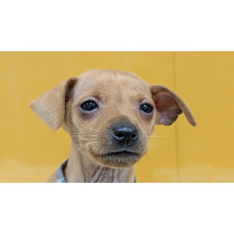 販売中の愛知県のミニチュアピンシャー(ミニピン)-428586の13枚目