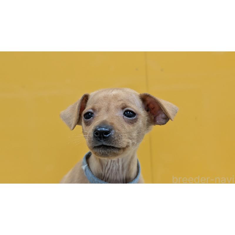 販売中の愛知県のミニチュアピンシャー(ミニピン)-428586の12枚目