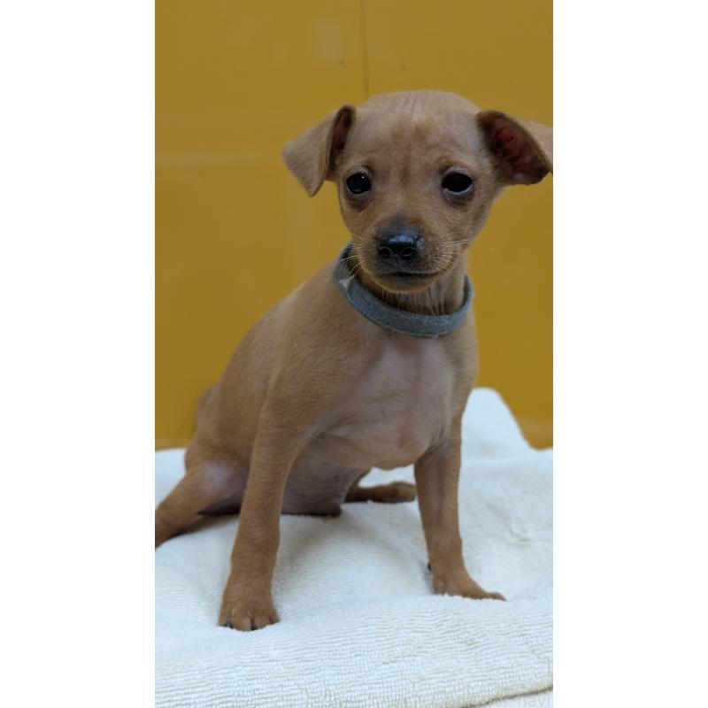 販売中の愛知県のミニチュアピンシャー(ミニピン)-428586の11枚目