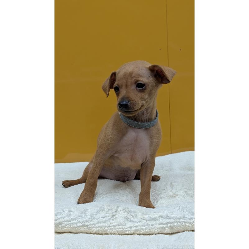 販売中の愛知県のミニチュアピンシャー(ミニピン)-428586の9枚目