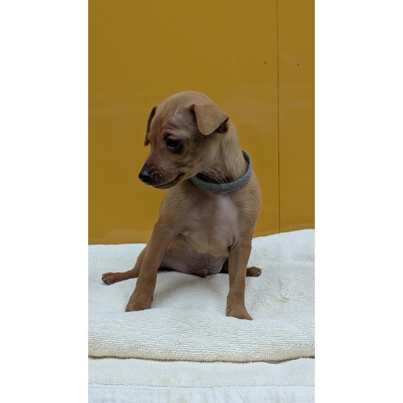 販売中の愛知県のミニチュアピンシャー(ミニピン)-428586の8枚目