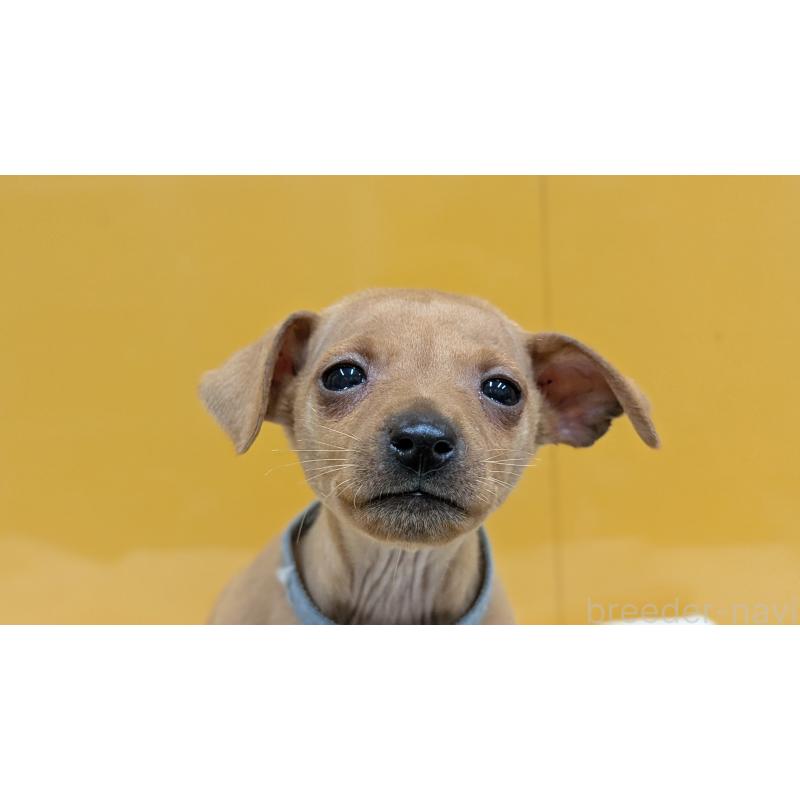 販売中の愛知県のミニチュアピンシャー(ミニピン)-428586の7枚目