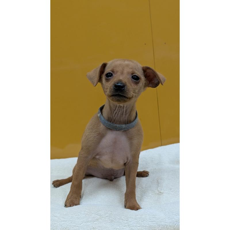 販売中の愛知県のミニチュアピンシャー(ミニピン)-428586の6枚目