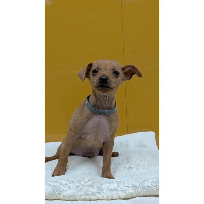 販売中の愛知県のミニチュアピンシャー(ミニピン)-428586の5枚目