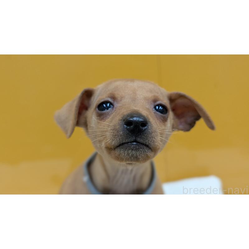 販売中の愛知県のミニチュアピンシャー(ミニピン)-428586の4枚目