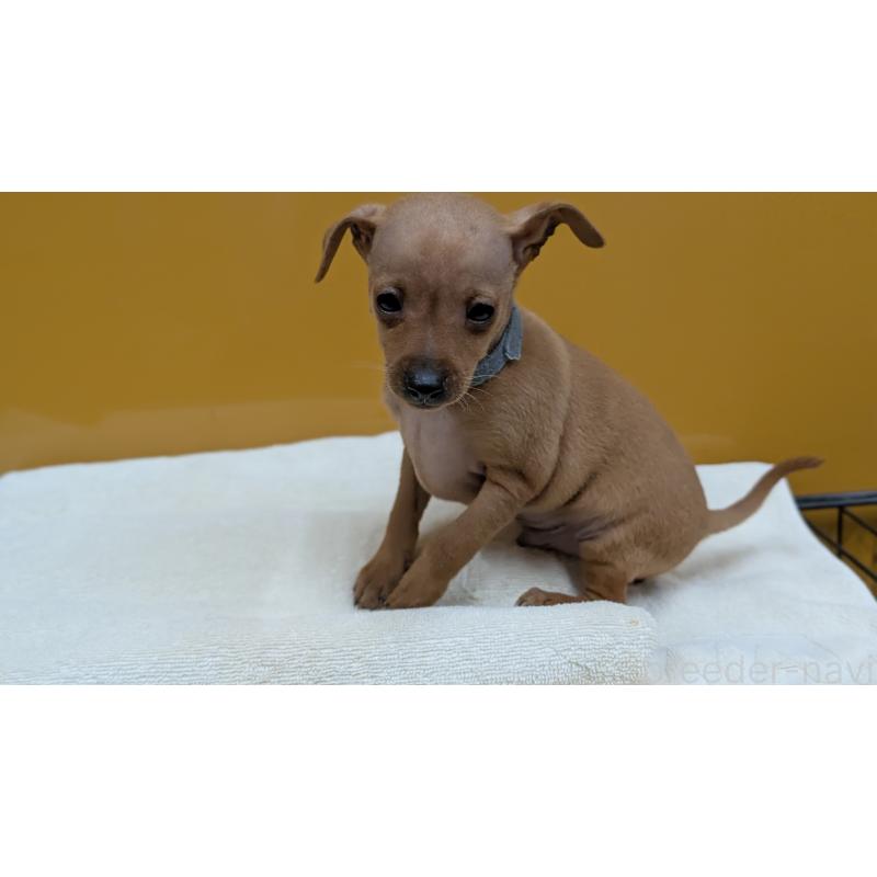 販売中の愛知県のミニチュアピンシャー(ミニピン)-428586の3枚目