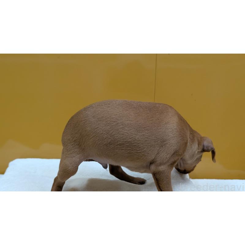 販売中の愛知県のミニチュアピンシャー(ミニピン)-428587の20枚目