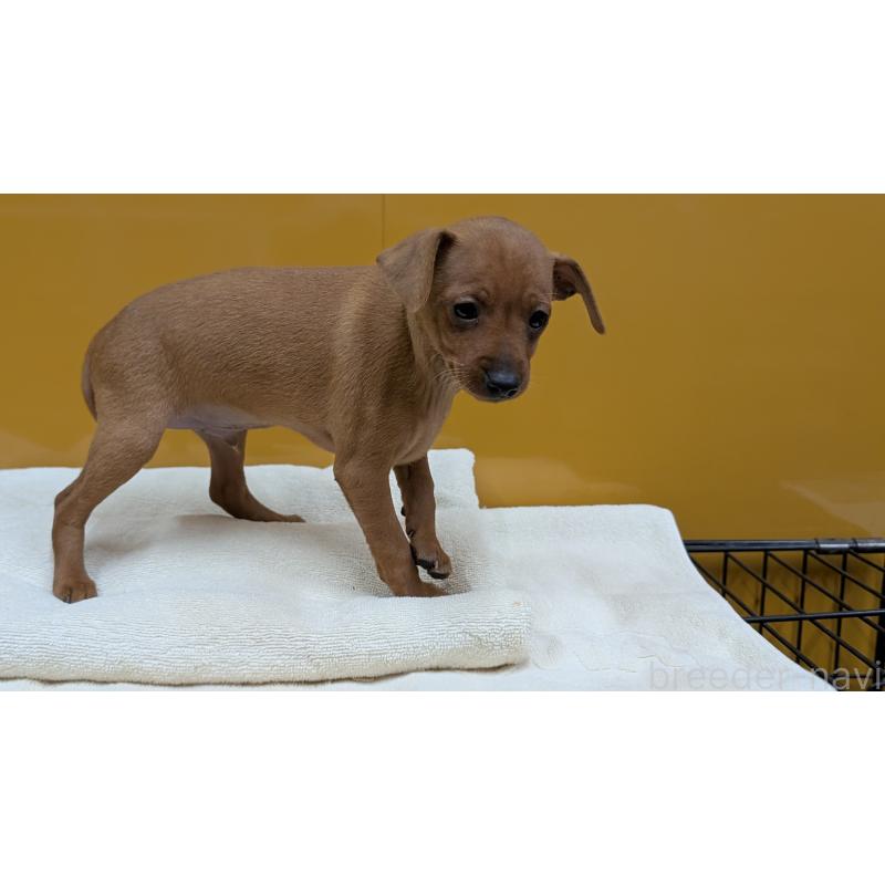 販売中の愛知県のミニチュアピンシャー(ミニピン)-428587の19枚目