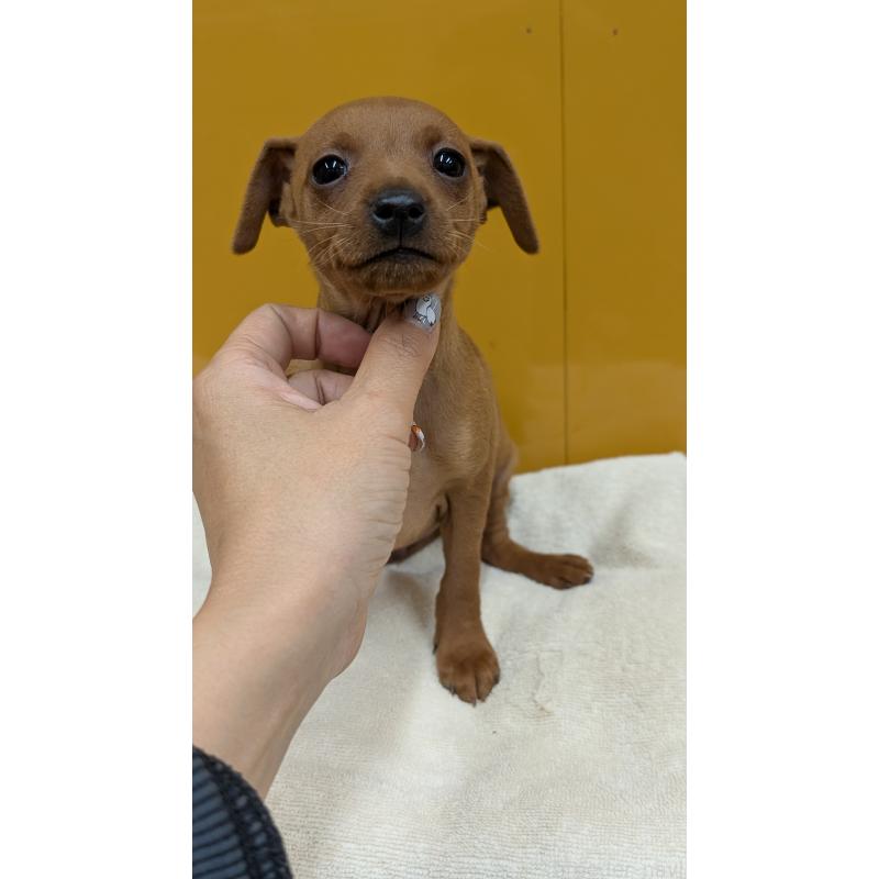 販売中の愛知県のミニチュアピンシャー(ミニピン)-428587の18枚目