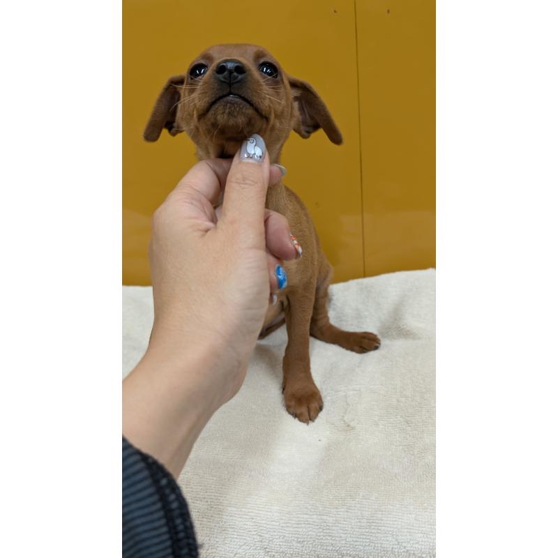 販売中の愛知県のミニチュアピンシャー(ミニピン)-428587の16枚目