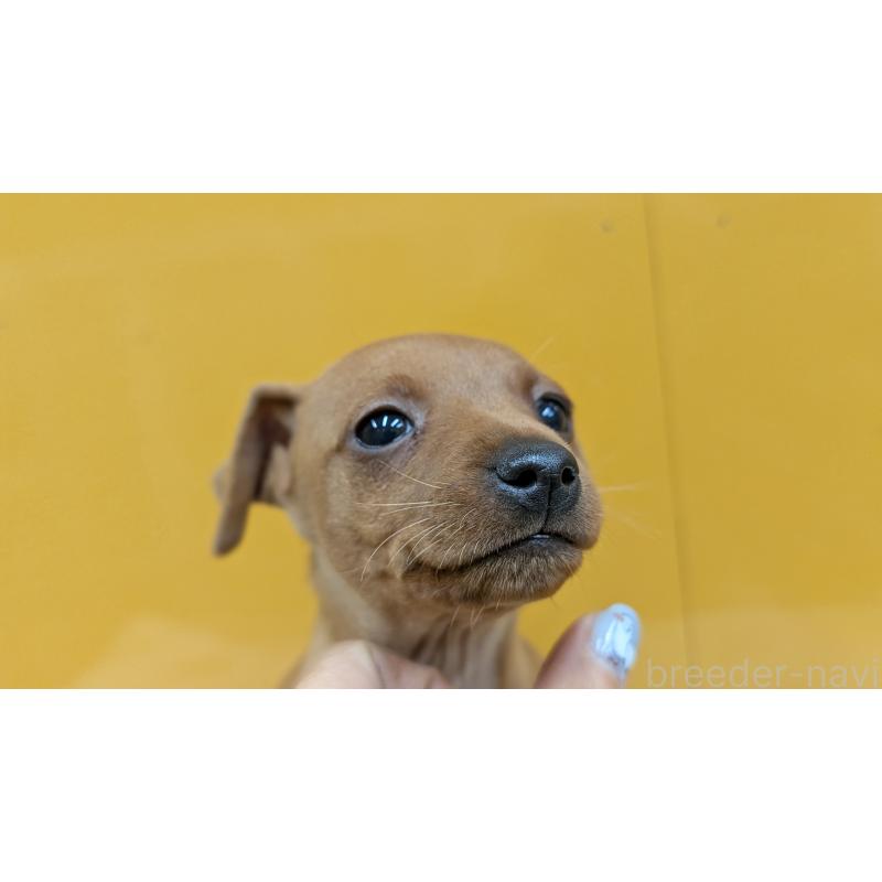 販売中の愛知県のミニチュアピンシャー(ミニピン)-428587の15枚目