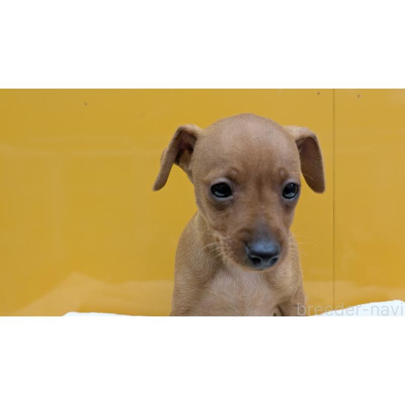 販売中の愛知県のミニチュアピンシャー(ミニピン)-428587の14枚目