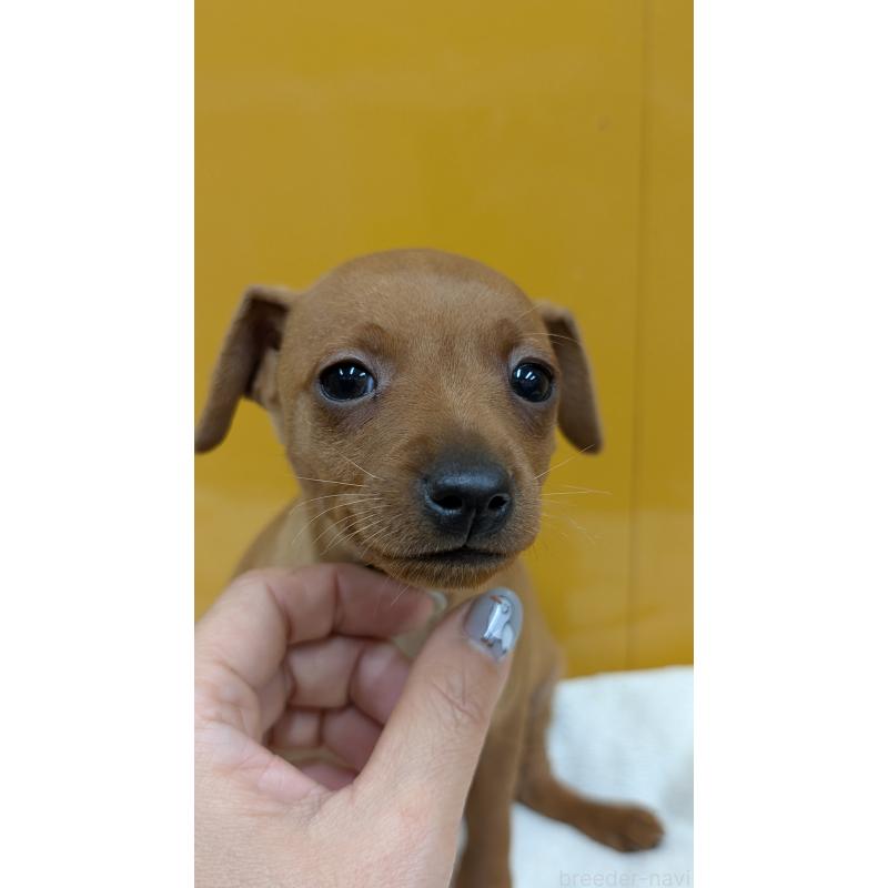 販売中の愛知県のミニチュアピンシャー(ミニピン)-428587の13枚目