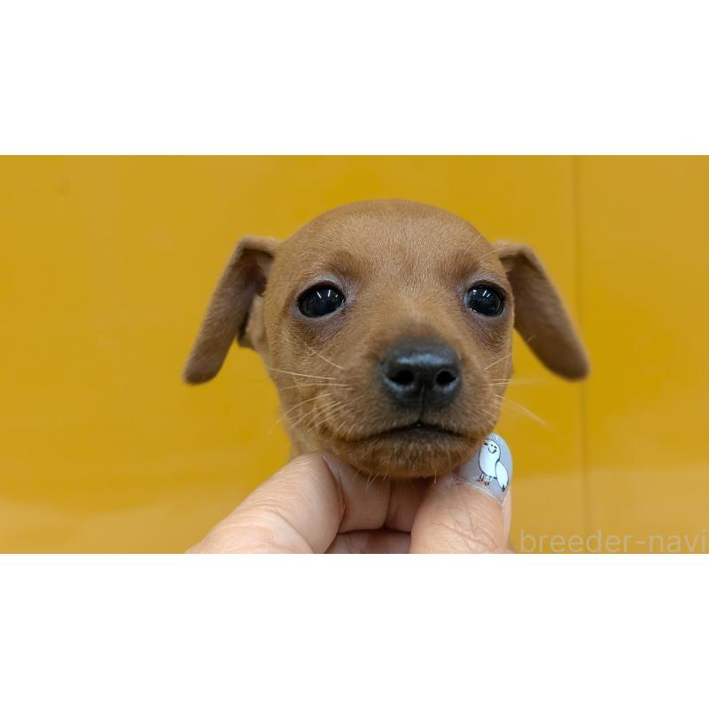 販売中の愛知県のミニチュアピンシャー(ミニピン)-428587の12枚目