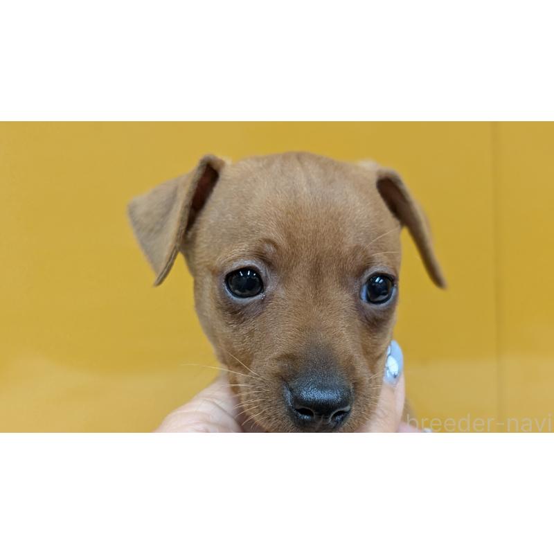 販売中の愛知県のミニチュアピンシャー(ミニピン)-428587の10枚目