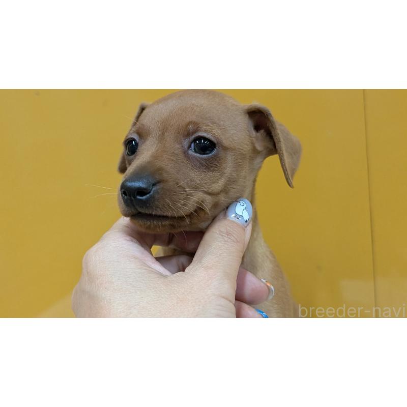 販売中の愛知県のミニチュアピンシャー(ミニピン)-428587の8枚目