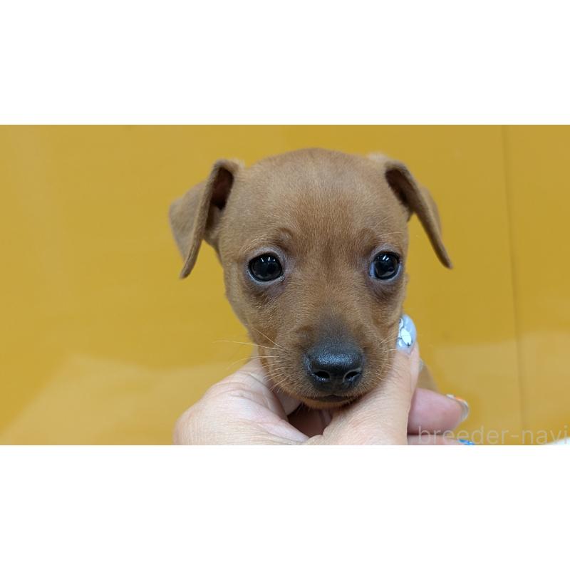 販売中の愛知県のミニチュアピンシャー(ミニピン)-428587の7枚目