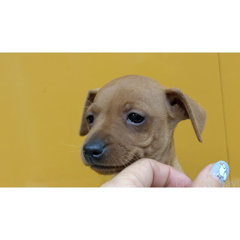 販売中の愛知県のミニチュアピンシャー(ミニピン)-428587の6枚目