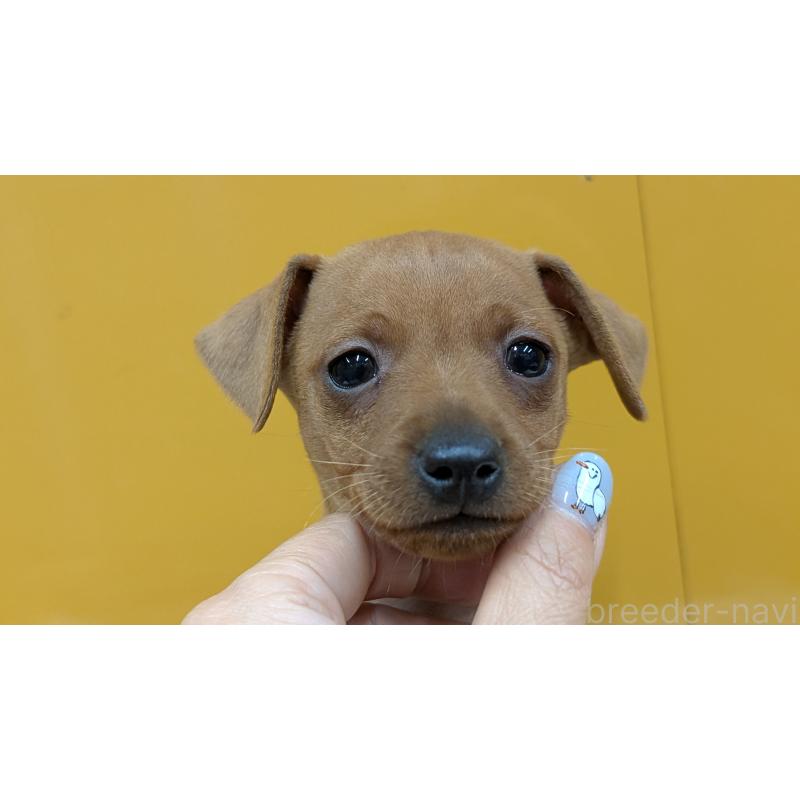 販売中の愛知県のミニチュアピンシャー(ミニピン)-428587の5枚目