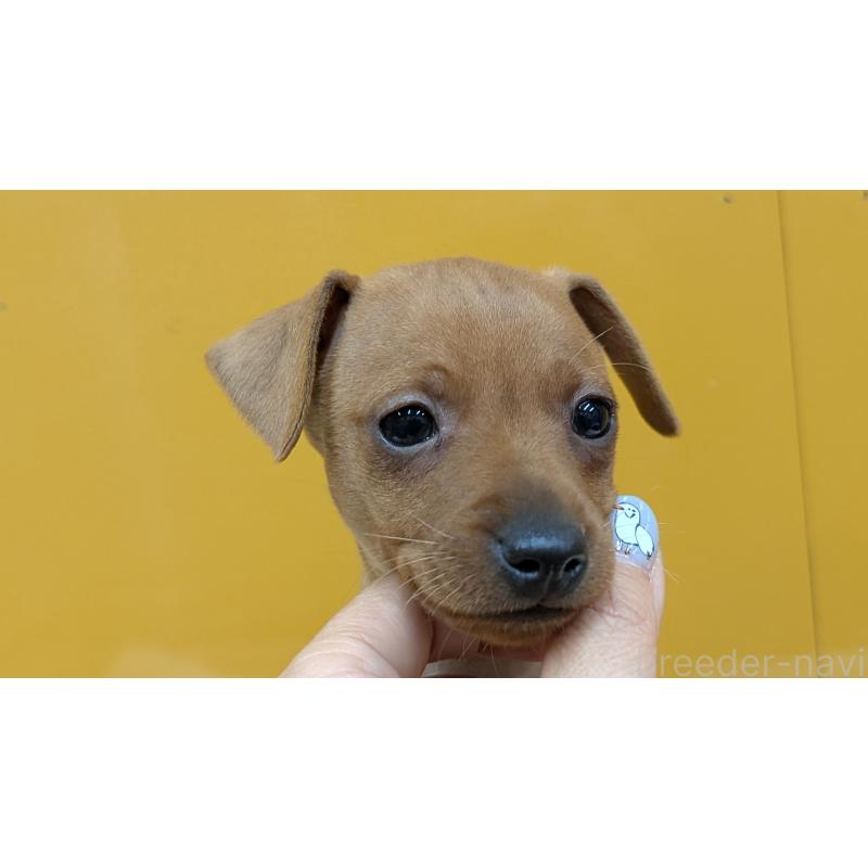 販売中の愛知県のミニチュアピンシャー(ミニピン)-428587の4枚目